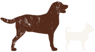 hunde